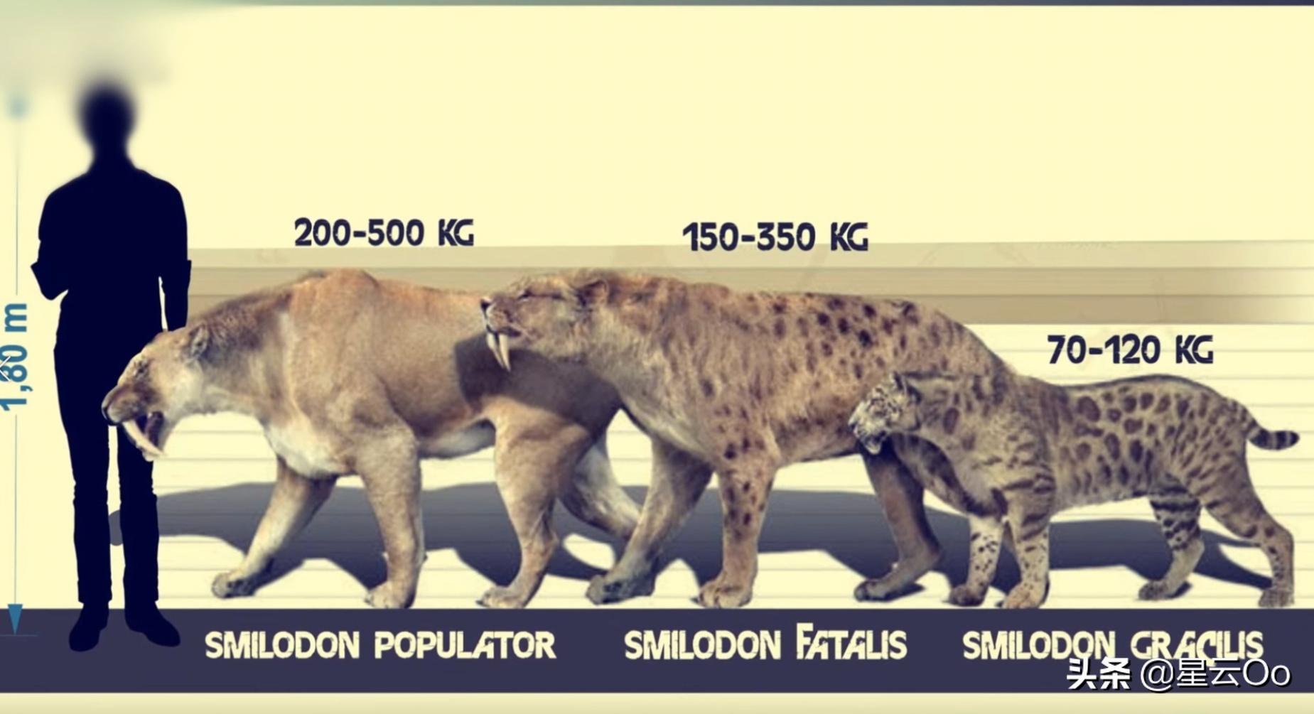 很多人会把美洲拟狮和毁灭刃齿虎做比较,争论它们谁是地球历史上最强