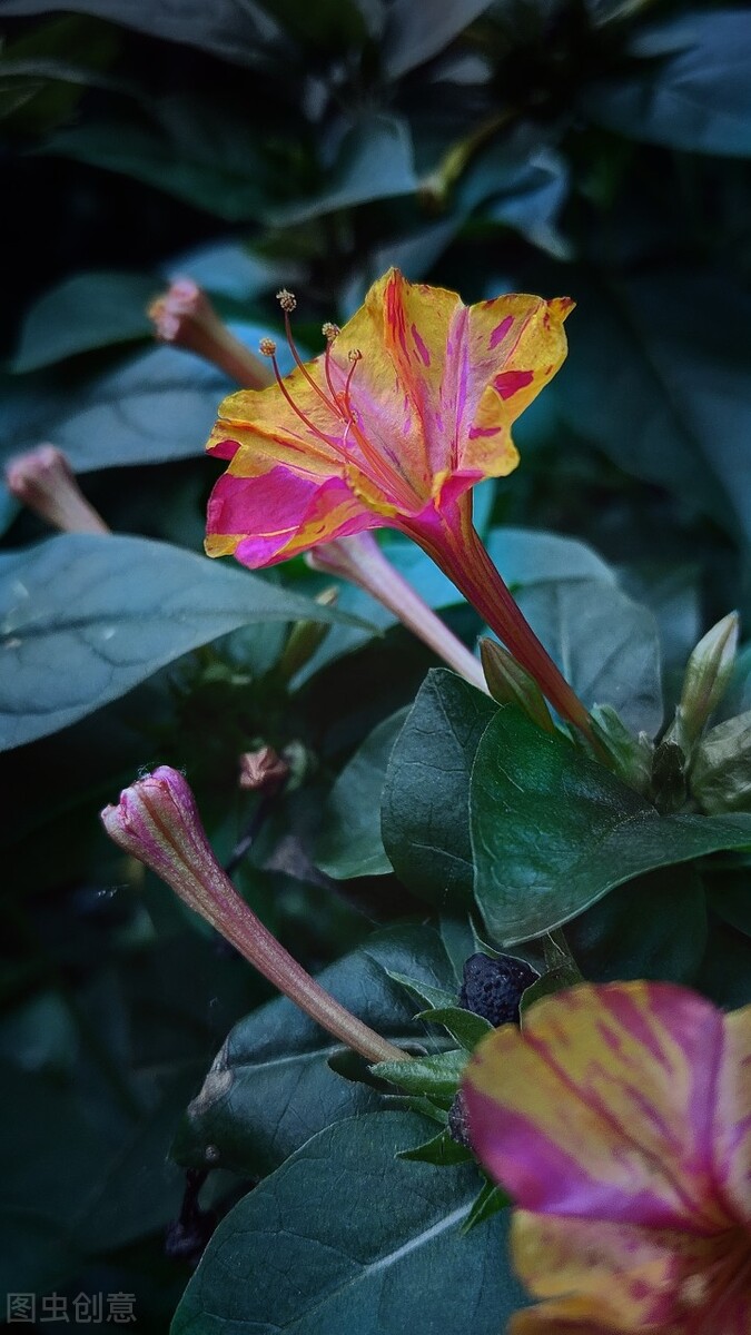 一花一深爱，花海美蓝天，花艳醉春光，花笑荡柔情，人间如仙境