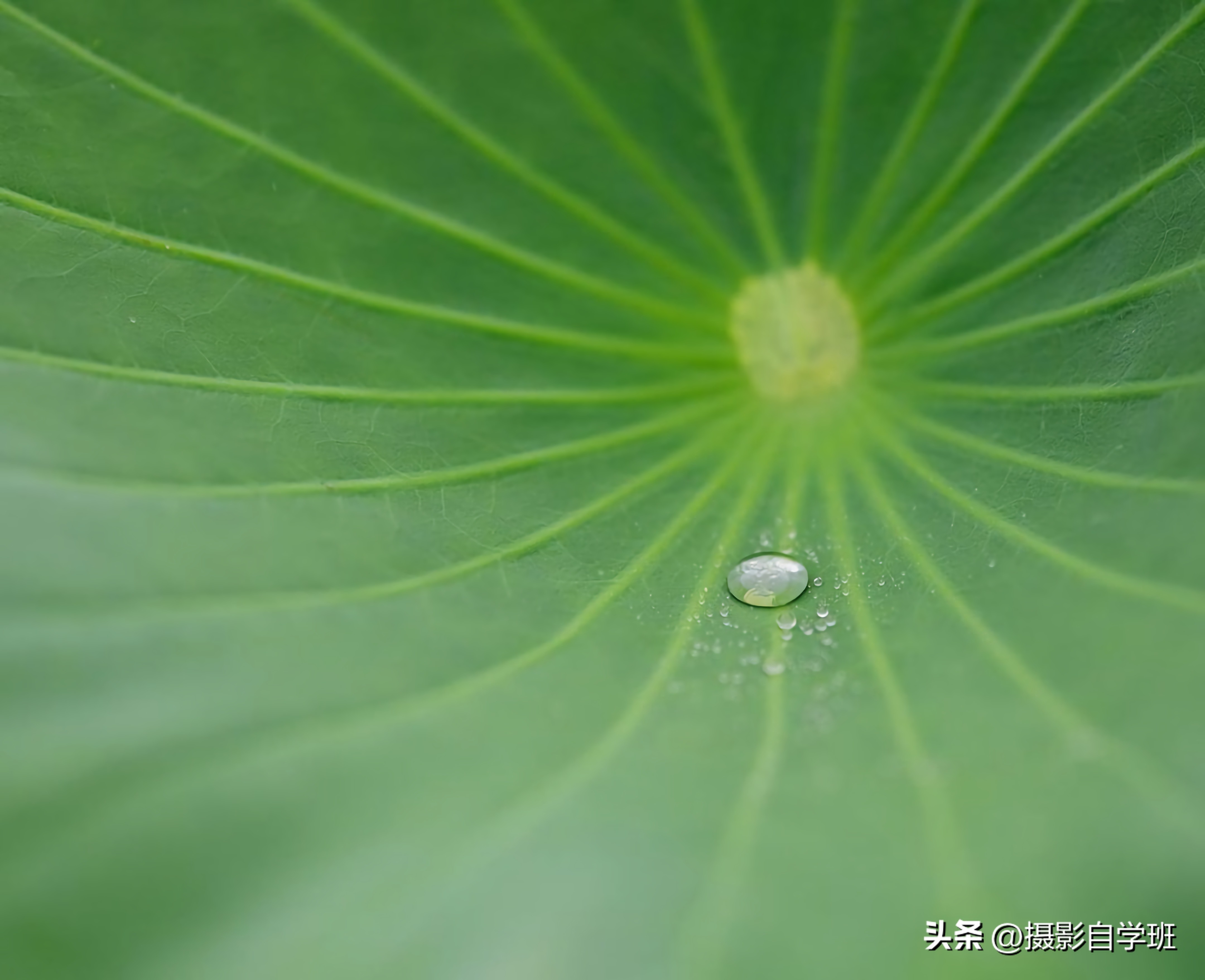 手机也能修出荷花拖影，荷花摄影和修图技巧，这篇教程全介绍