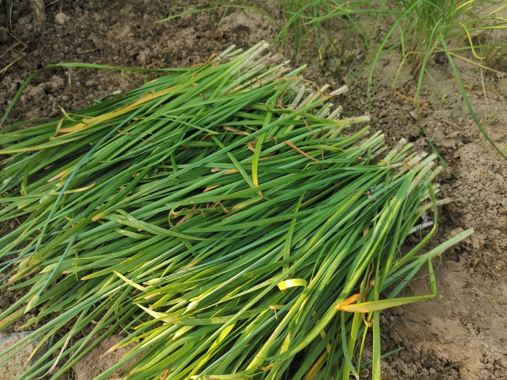 千層餅、油酥燒餅、餡餅的做法，全都是麵食，鮮香美味，酥軟油潤