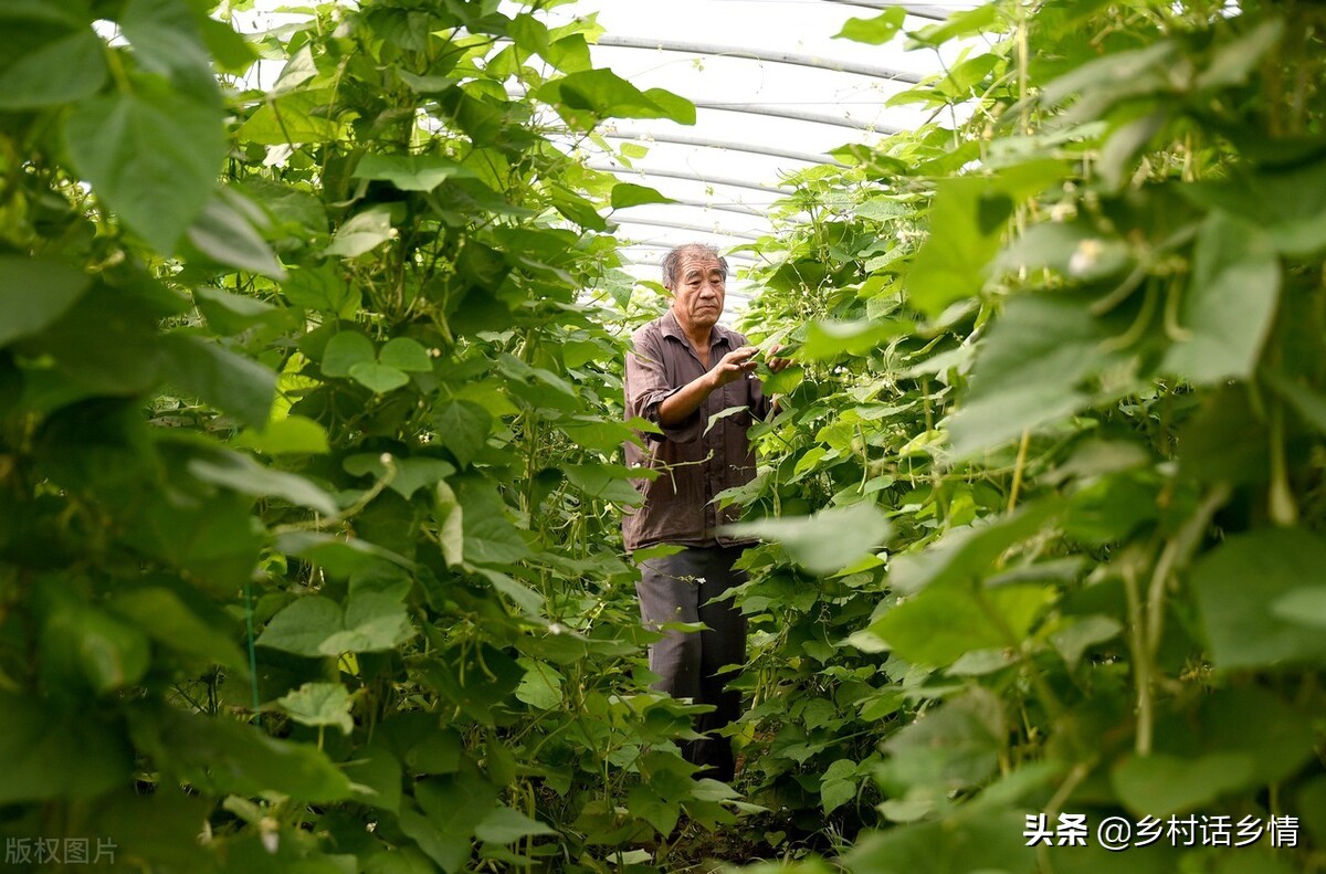 90克等于多少斤(这两种肥自己在家就能配，既能增产又能防病害，用过的都说好)