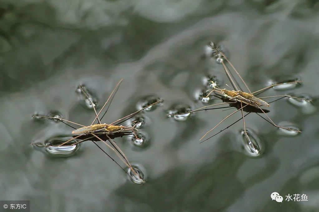 水黾在鱼塘水面上轻功展现不但水上漂还会凌波微步的昆虫