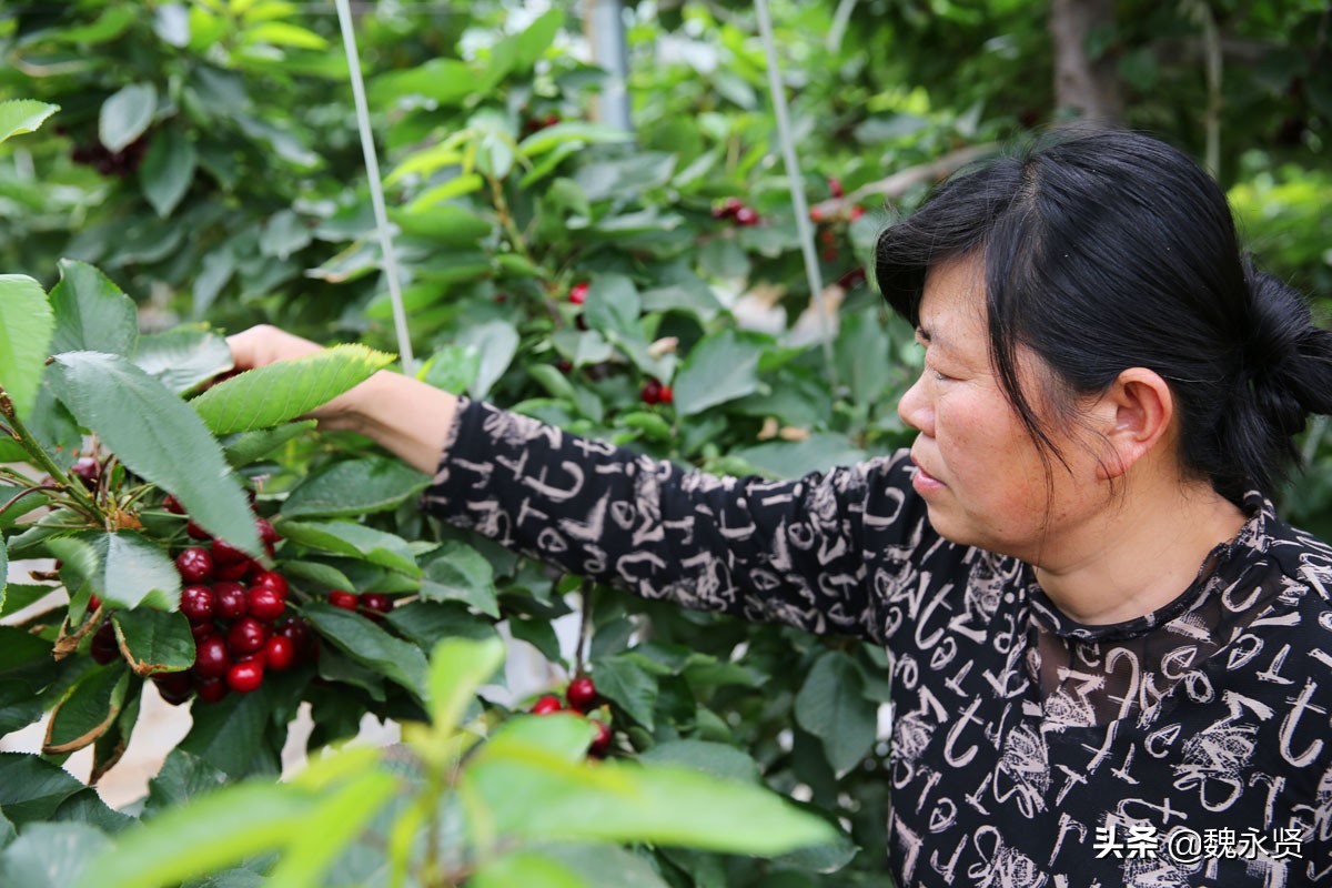 澄城樱桃熟了，渭北黄土旱原上的樱桃个大甜度高，一斤能卖150元