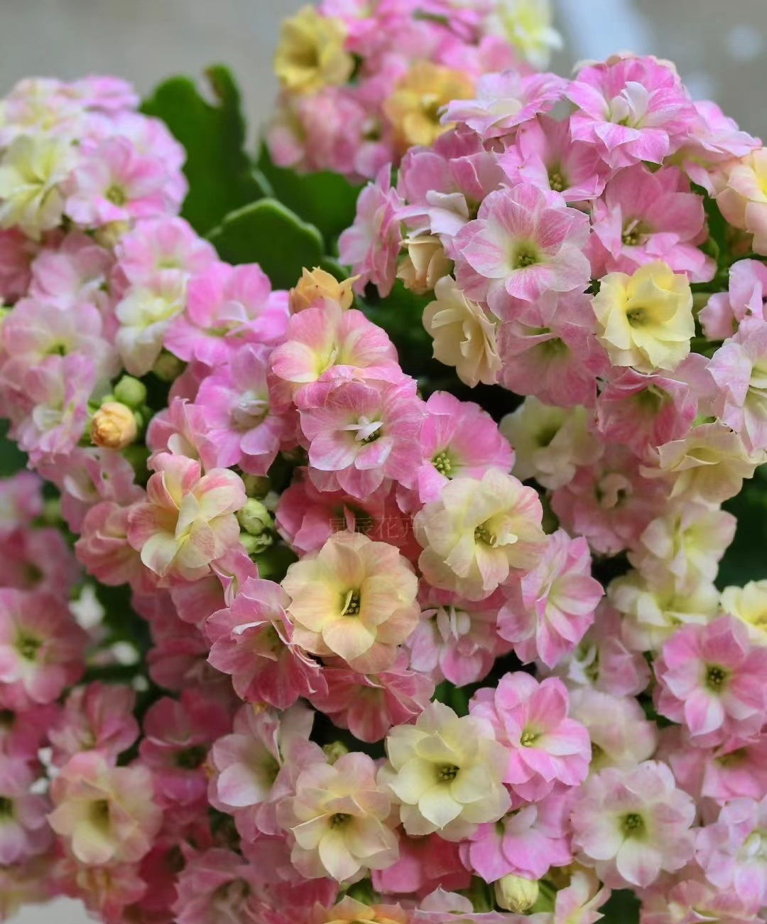 有种长寿花,叫"彩虹糖",同时开几种花色,颜值高,开花也勤快