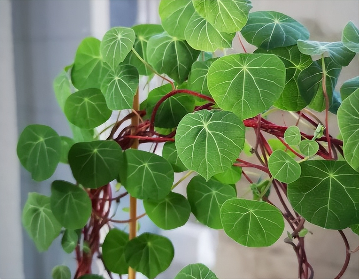 金线吊乌龟("山乌龟"是千金藤吗?它有什么价值?