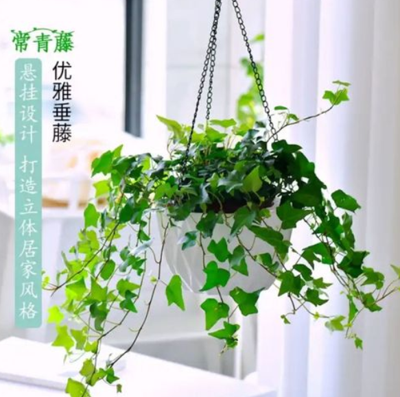 新房除甲醛可以试试以下6种处理方法，一些植物也能起到辅助作用