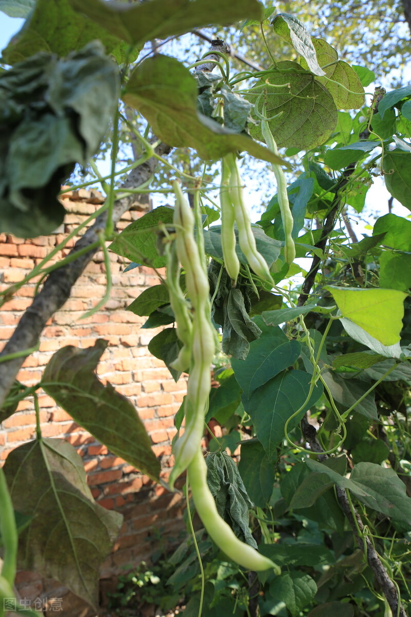 芸豆种植时间和方法（7个播种季节育苗移栽注意事项）