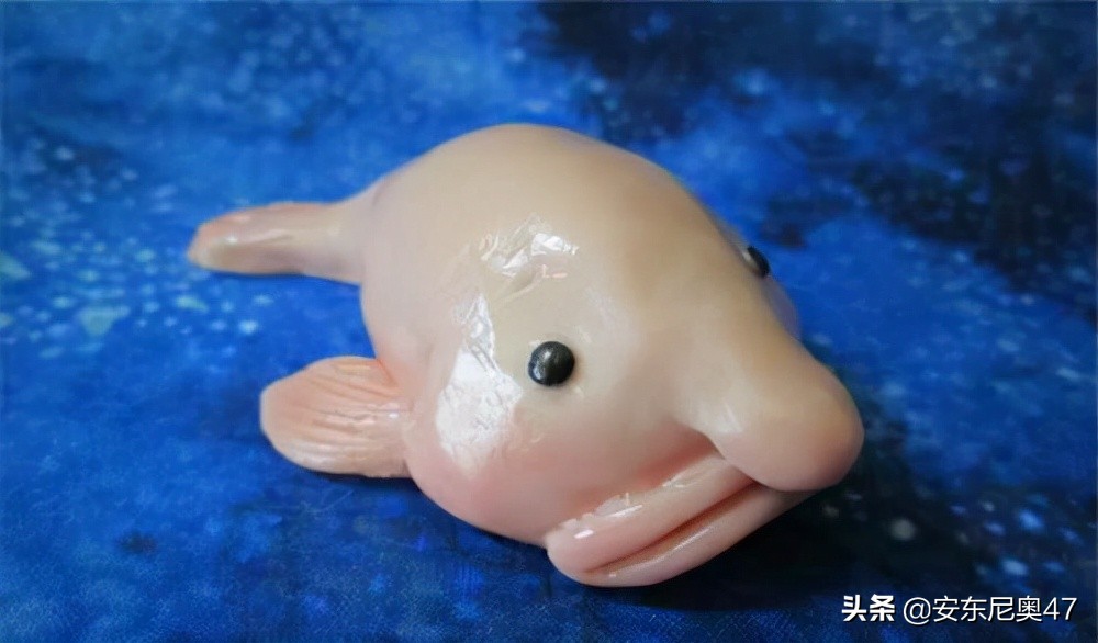 水滴鱼是什么？有什么特点？