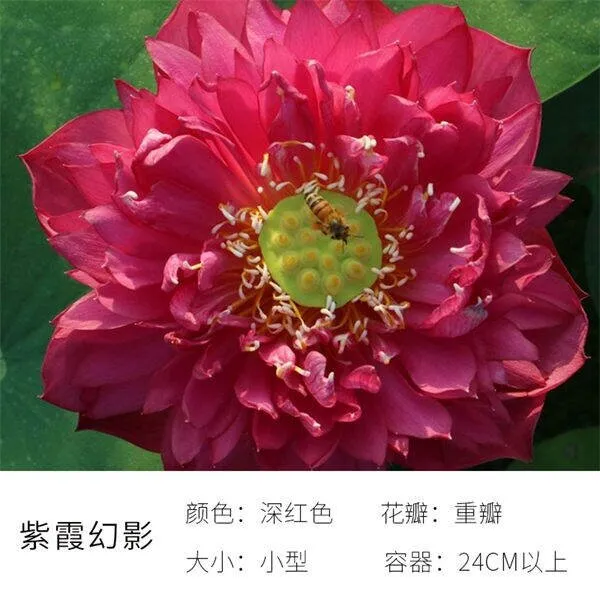 碗里就能种的荷花，1节藕种土里，初夏就开花