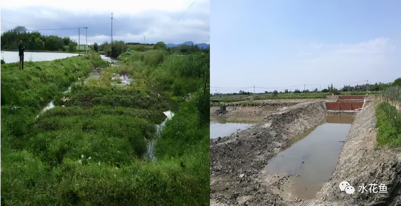 水产养殖尾水处理——多级人工湿地净水技术