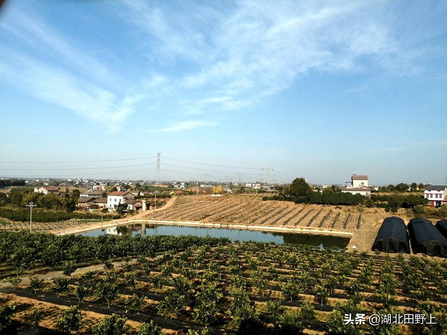 见证一个柑橘产业大村——鸦鹊岭镇云台村回访小记