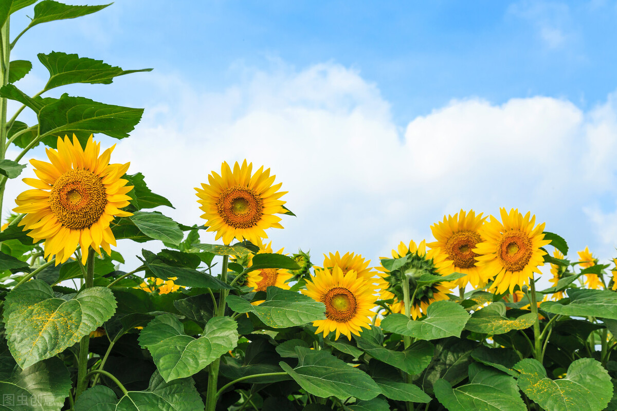 心若向阳,何惧风雨——向日葵