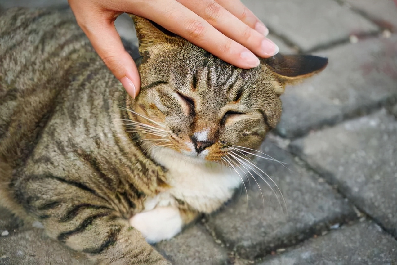 虽然“中华狸花猫”被CFA认证除名，但依旧很优秀