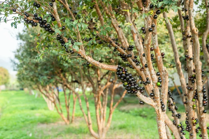 长在树干上的“土豪”水果，一斤曾卖数百元，是如何跌落神坛的？