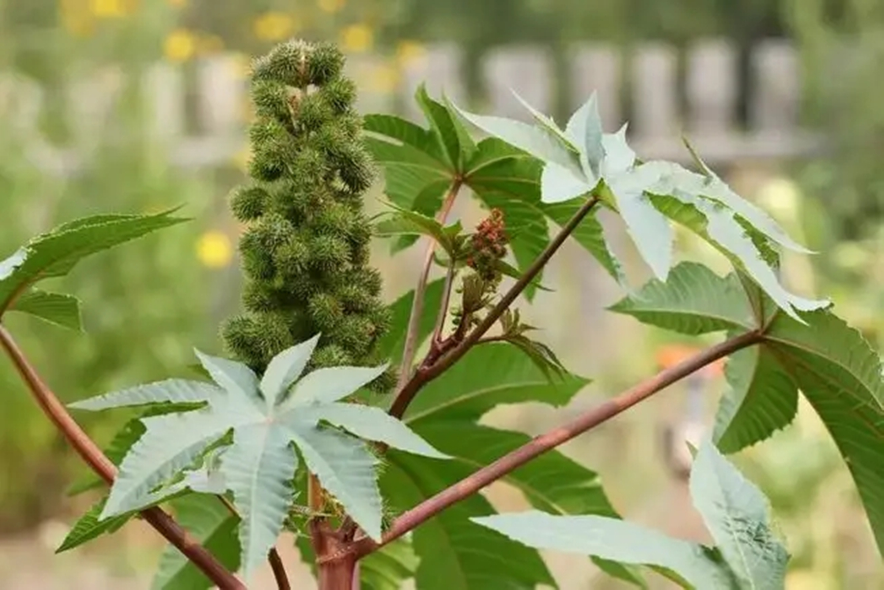 蓖麻：我国农村常见的一种植物，为何会被美国列为战略物资？