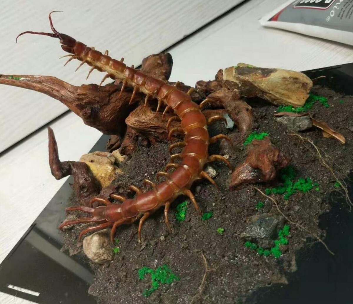 世界上最大的蜈蚣 十大巨型蜈蚣-春风号,忽如一夜春风来千树万树梨花