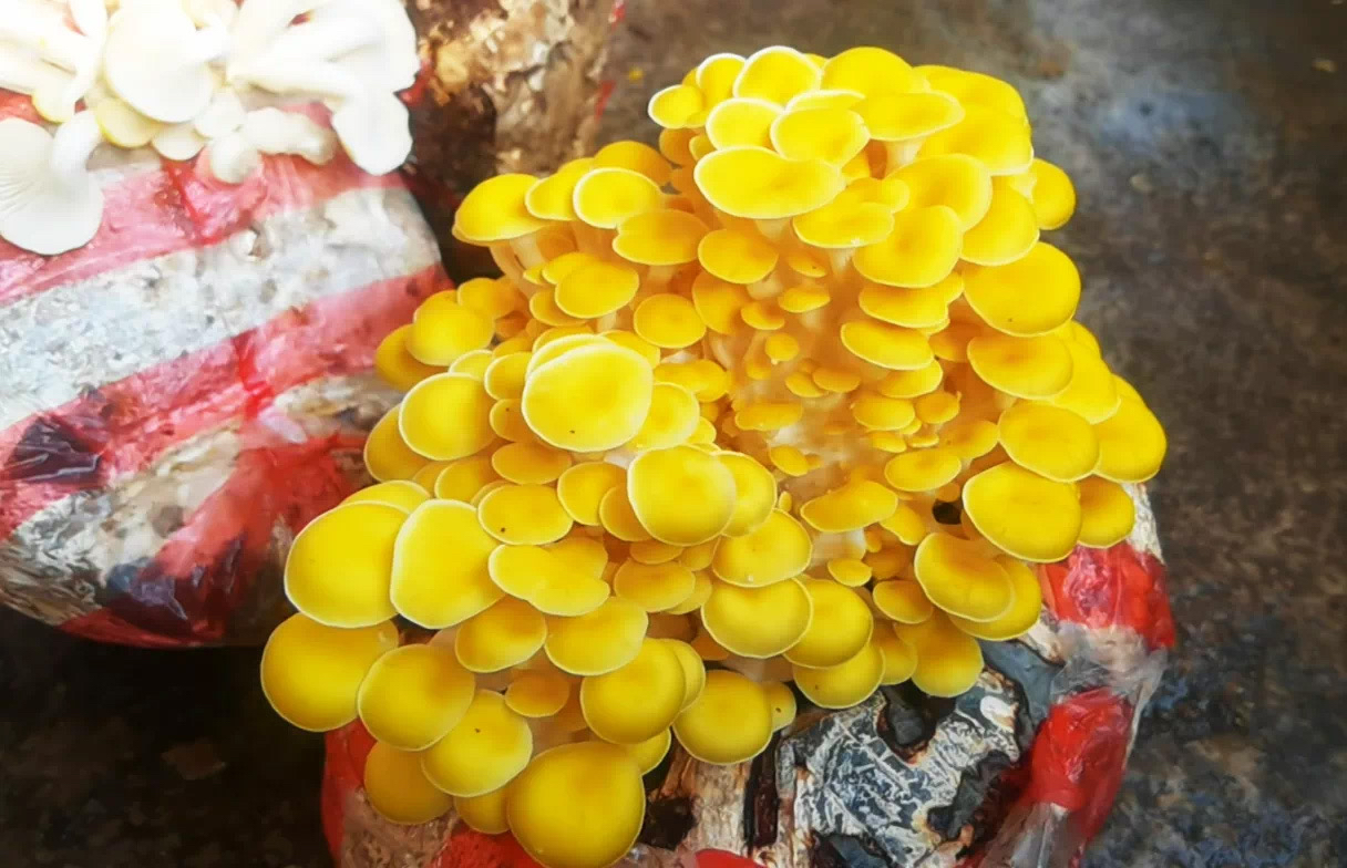黄金菇，黄金菇的功效与作用