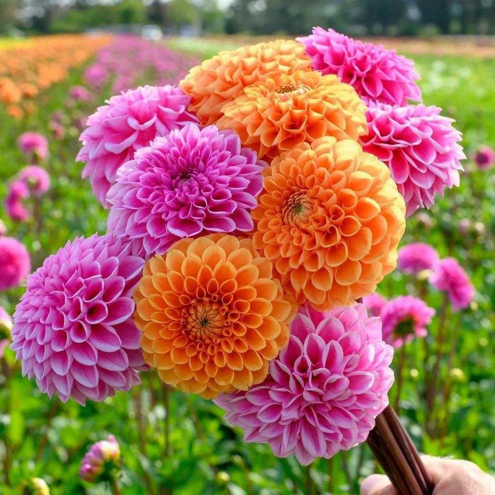 生日送什么花好（推荐12种对应的生日花）