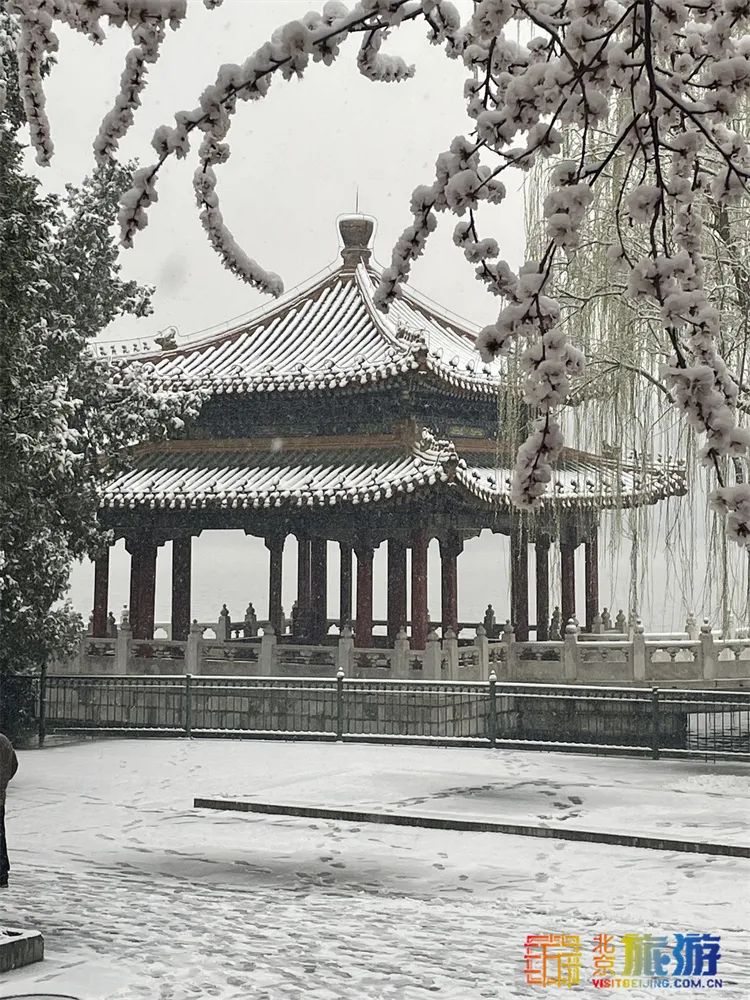 当春花遇上春雪，看京城别样的诗意与浪漫~