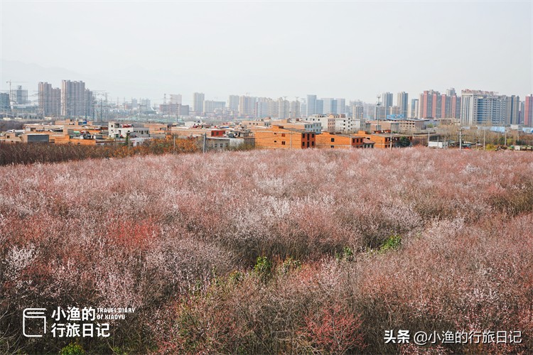一座建在古墓上的城市，三月美成了桃花源！花开正好没门票，去浪