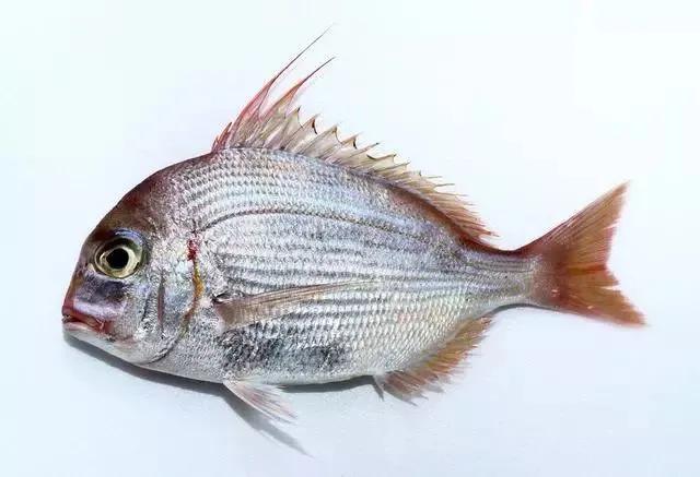 什么是深海鱼 沙丁鱼是深海鱼吗-思宇生活