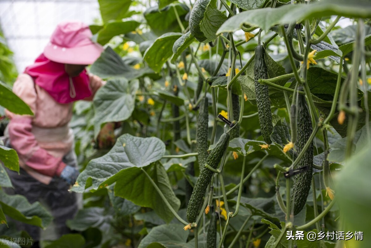 植物生长调节剂有哪些（农业种植用这三样调节剂）