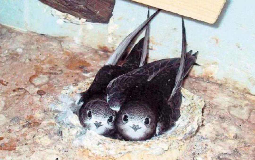 只会在第3,4年进入了繁衍期,才会回到原来孕育了自己的区域