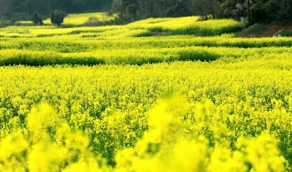 相約鎮(zhèn)巴 赴春盛宴！2022中國最美油菜花海鎮(zhèn)巴旅游文化節(jié)活動搶先看！