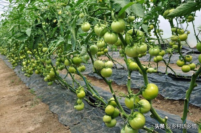 植物生长调节剂有哪些（农业种植用这三样调节剂）