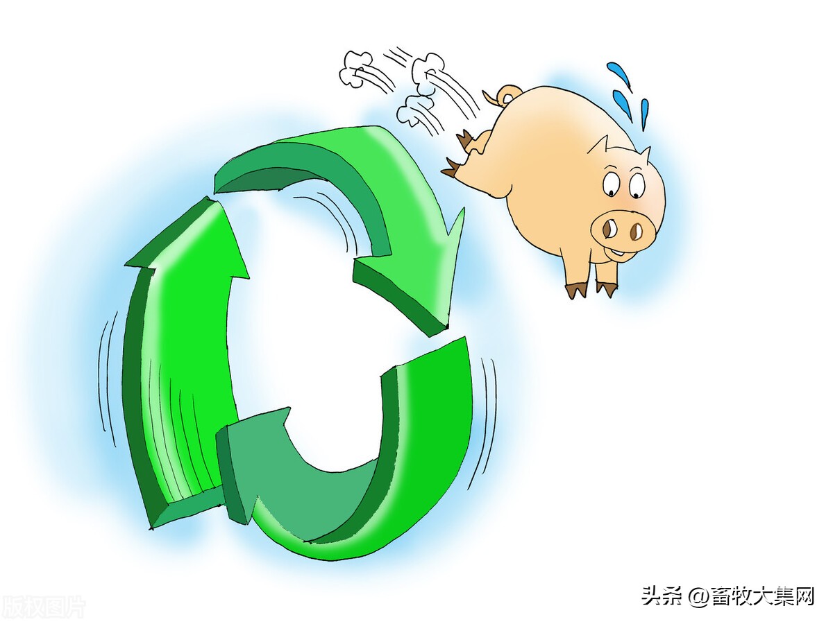 今日南京白条猪价「今日白条猪价最新走势价格」