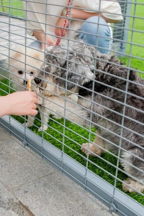 上海五一世界杯犬展(【我为群众办实事】“独一无二”的狗狗乐园 浦东警方开展文明养犬宣传)