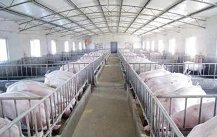 生猪期货价格上涨力度或持续加大带动现货猪肉终端市场消费