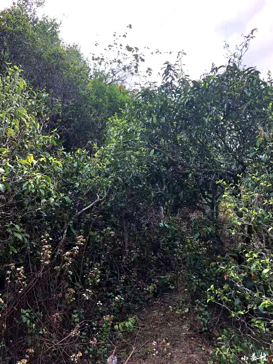隱秘的美好茶滋味，就藏在無人過問的荒山里