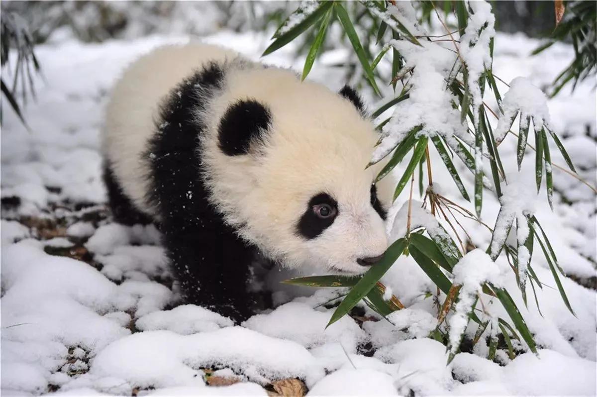 描写大熊猫的名人名言大全摘抄 _晶羽文学网