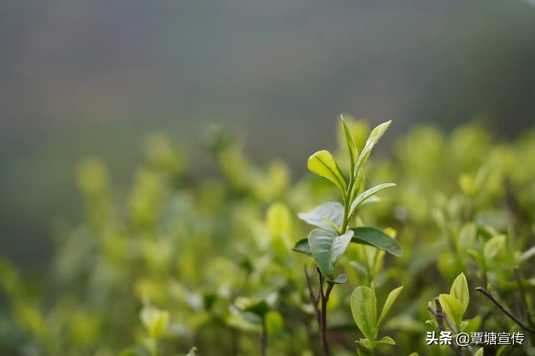 广西覃塘毛尖（广西特色特产覃塘毛尖正式进入开采期）