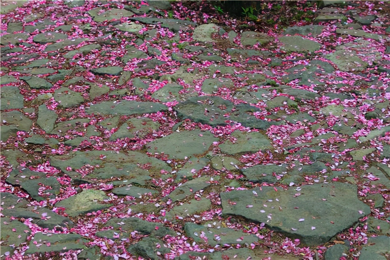 4首描写西湖的绝妙诗词，流传千百年，让人身临其境