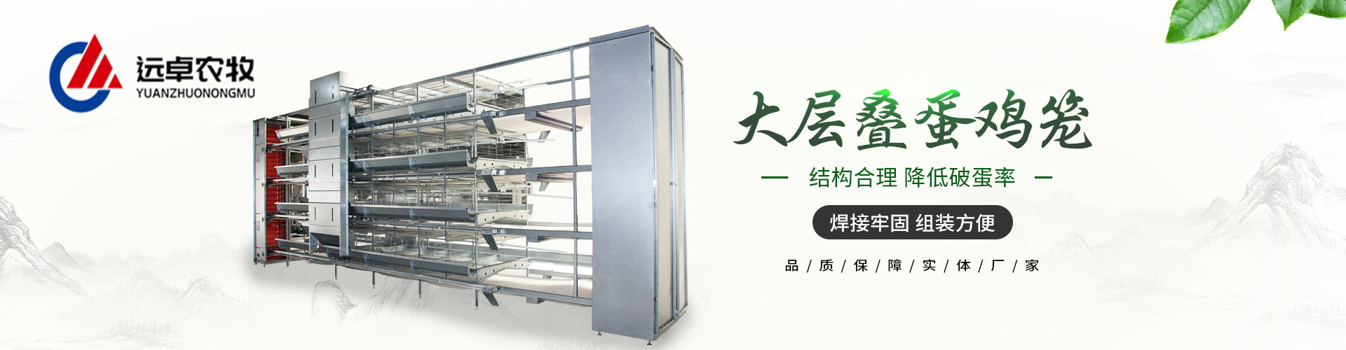自動蛋雞養(yǎng)殖中并不是所有階段的蛋雞都適合添加益生菌飼料添加劑