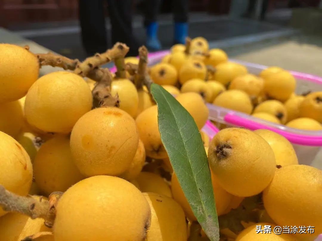 安徽当涂：大青山的枇杷熟了！