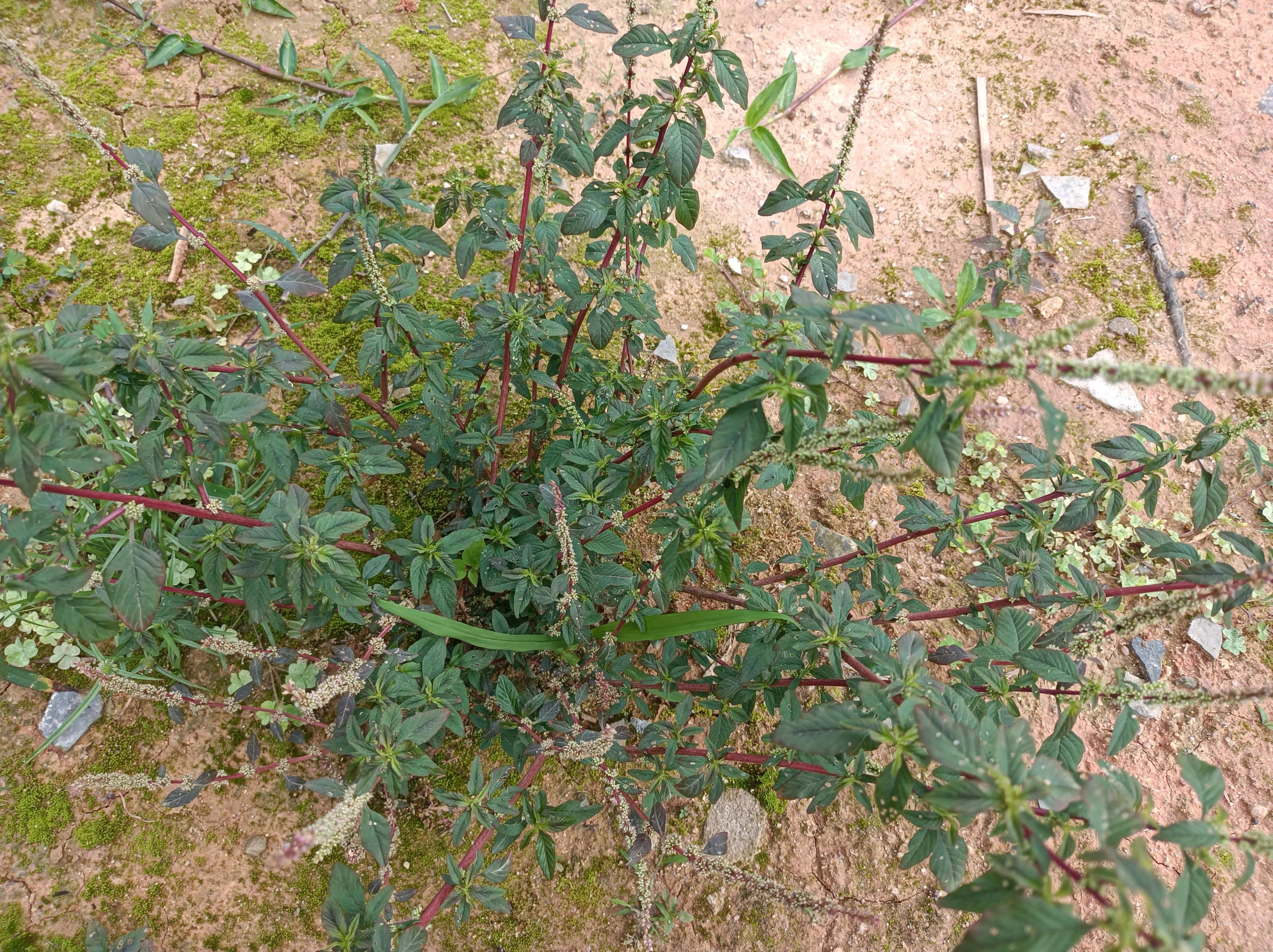 苋菜的功效与作用，对痔疮有好处