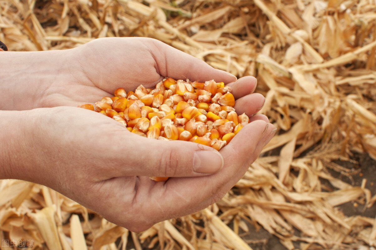 怎么种玉米（干货分享玉米种植的3个正确步骤）