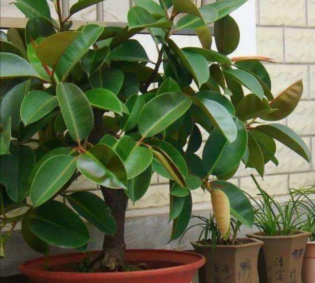 客厅养花讲究大，7种大型花，格调高，寓意好，养人又旺家