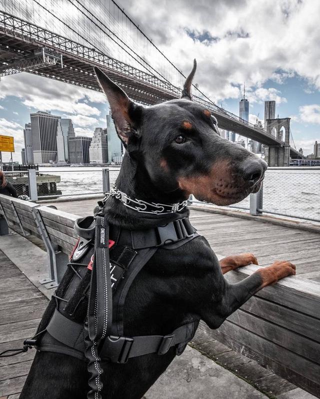 迷你杜宾犬的优缺点(小杜宾犬的优点和缺点) - 风集网