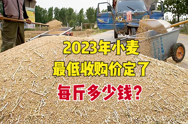 今日各地小麦价格表(2023年小麦最低收购价已定，涨了还是跌了？每斤多少钱？)