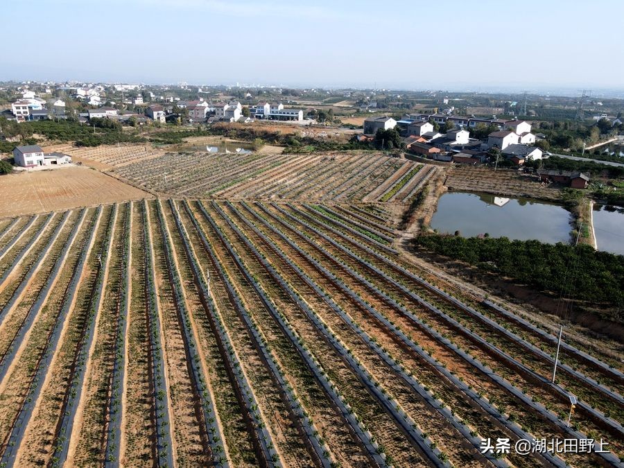 见证一个柑橘产业大村——鸦鹊岭镇云台村回访小记