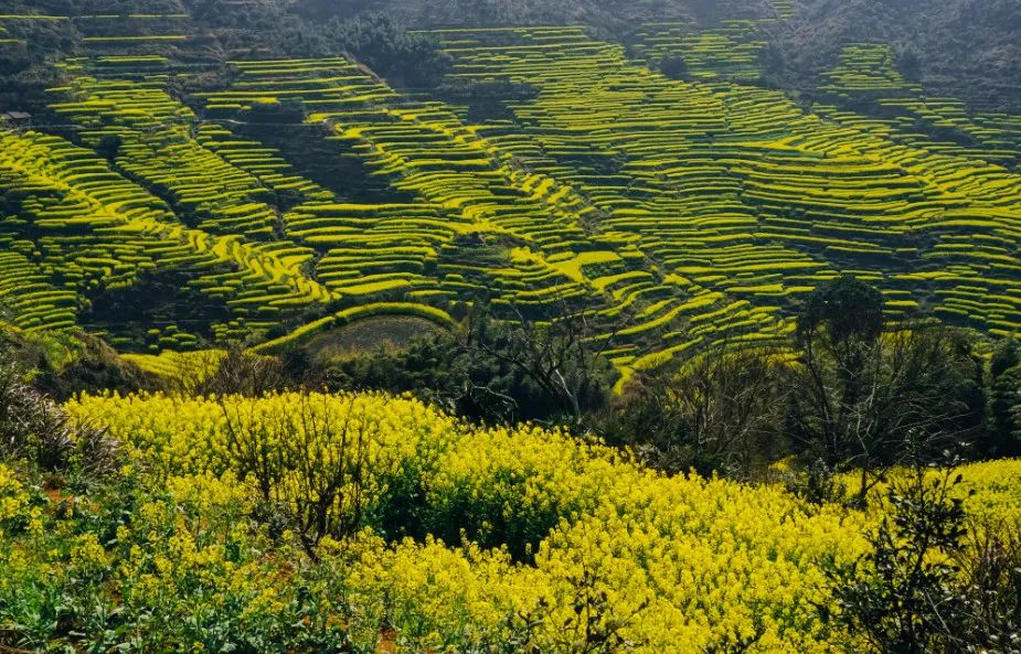 阳春三月，宜到篁岭来赏春