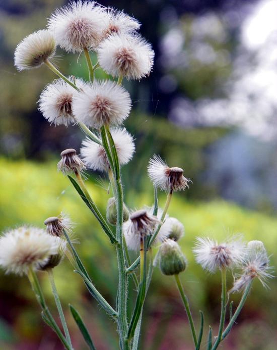 曲曲菜:花茎开花情况类似花叶滇苦菜,往往一枝多开;花小,单层,多以