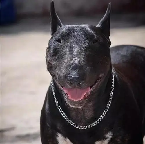 见到一定绕道走！地表战斗力爆表的12种猛犬，一獒战三狼战狮子？