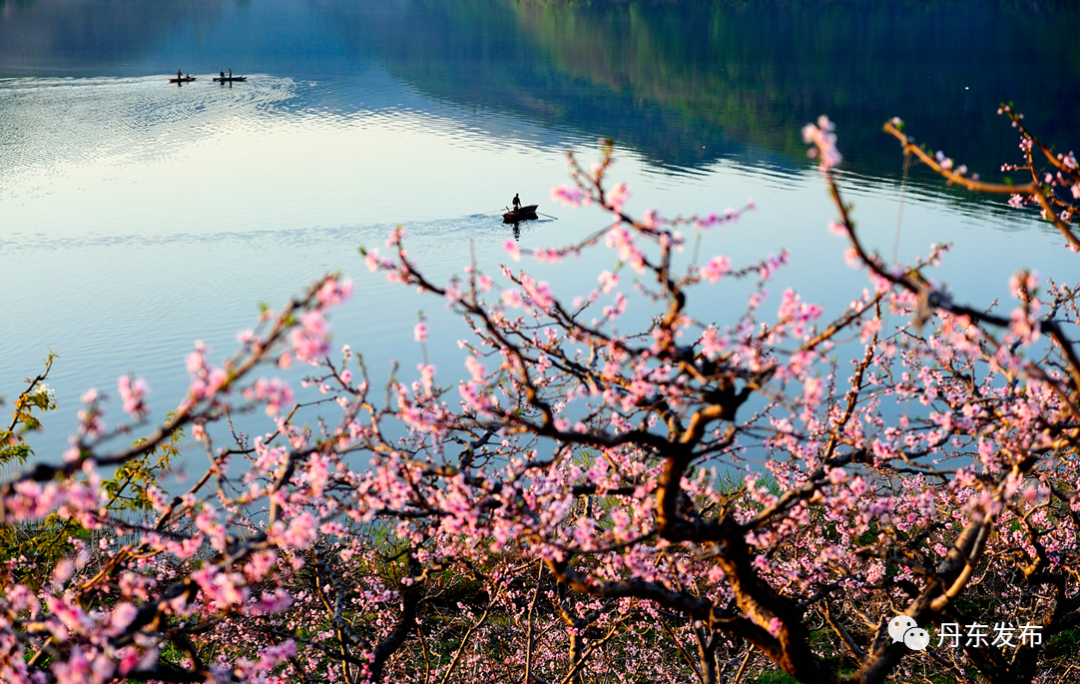 丹东这一地儿入选全国十大赏樱地！赏花攻略提前收藏