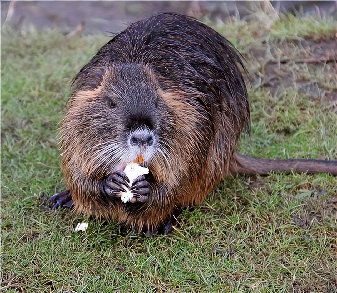 我国也在上世纪50年代开始引入,作为一些动物园的"明星",后来又在南方