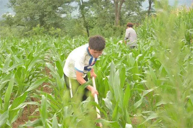 17岁农村女孩考上中山大学，为攒学费每天下地干活